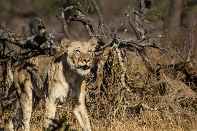 Hluhluwe Big Five Safari Richards Bay Shore Excursion - Is This Tour Right for You?