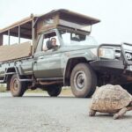 Hluhluwe Game Drive - Half day - Why Choose This Tour?