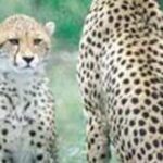 Hluhluwe Game Reserve Safari from Durban - Potential Drawbacks and Considerations