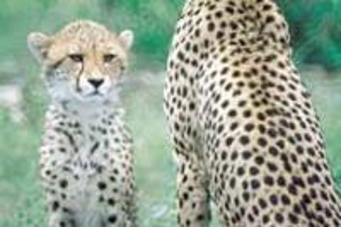 Hluhluwe Game Reserve Safari from Durban - Potential Drawbacks and Considerations