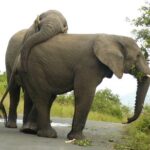 Hluhluwe Imfolozi Big 5 Reserve day Safari from Durban - Key Points