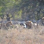 Hluhluwe Imfolozi Big 5 Safari Tour from Durban - Authentic Experiences from Past Travelers