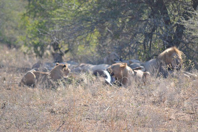 Hluhluwe Imfolozi Big 5 Safari Tour from Durban - Authentic Experiences from Past Travelers