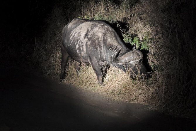 Hluhluwe/iMfolozi Game Reserve Full Day Game Drive - Transportation and Comfort