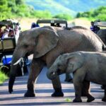 Hluhluwe Imfolozi Game Reserve & Phezulu Safari Park from Durban - Who Is This Tour Best Suited For?