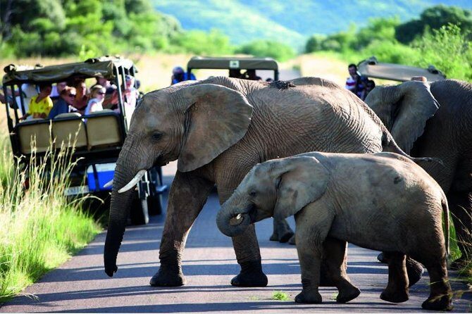 Hluhluwe Imfolozi Game Reserve & Phezulu Safari Park from Durban - Who Is This Tour Best Suited For?
