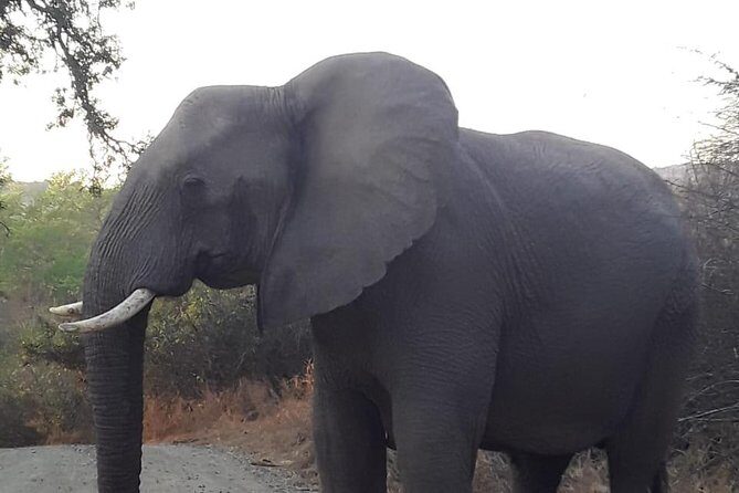 Hluhluwe Imfolozi Park Day Safari - Key Points
