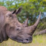Hluhluwe-iMfolozi Park Exclusive Private Full Day Big 5 Safari - Logistics & Practical Tips