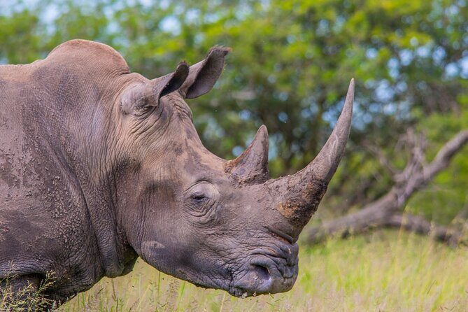 Hluhluwe-iMfolozi Park Exclusive Private Full Day Big 5 Safari - Logistics & Practical Tips