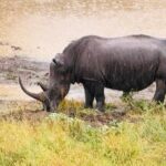 Hluhluwe Imfolozi Park Excursion - Practical Details: Transportation, Timing, and Group Size