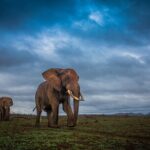 Hluhluwe-Imfolozi Park Half-day Big Five Safari Adventure - Who Is This Tour Best For?