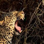 Hluhluwe Imfolozi Safari Day Tour from Durban - Facilities, Cost, and Practicalities