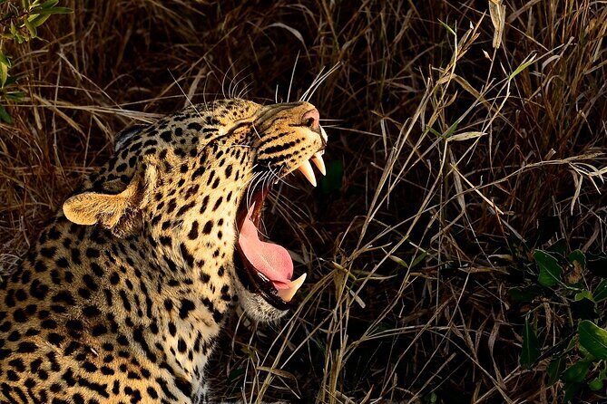 Hluhluwe Imfolozi Safari Day Tour from Durban - Facilities, Cost, and Practicalities