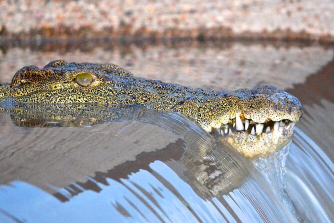 Hluhluwe Imfolozi Safari & St Lucia Boat Safari Day Tour from Durban - Stop 2: Hluhluwe-iMfolozi Game Reserve (3-Hour Open Vehicle Safari)