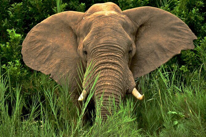 Hluhluwe Safari & Emdoneni Wild Cat Project Day Tour from Durban - Why the Tour Offers Good Value