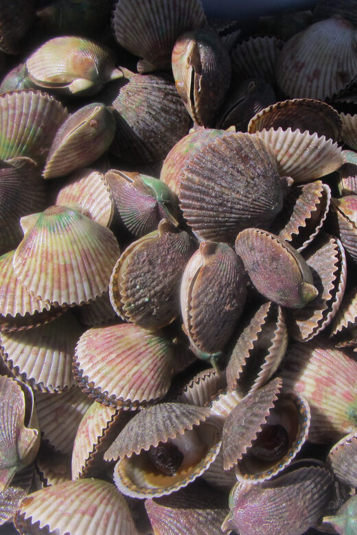 Homosassa: Snorkel & Scallop Hunt in Gulf of Mexico - The Value: What You Get for $109