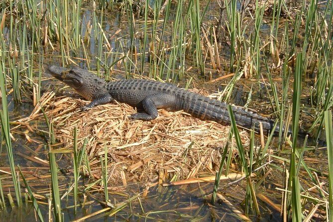 Honey Island Swamp Boat Tour with Transportation from New Orleans - Why This Tour Excels