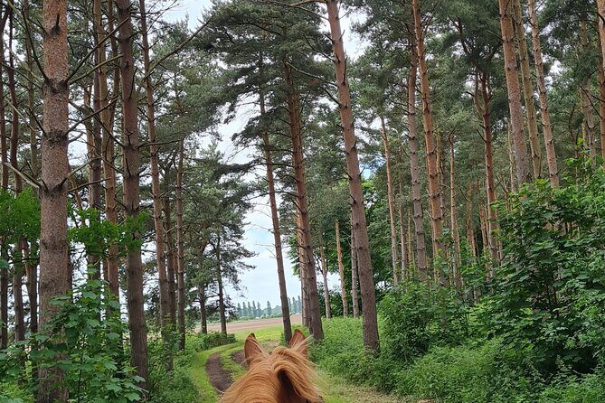 Horse drawn carriage ride york - Who Will Love This Experience?