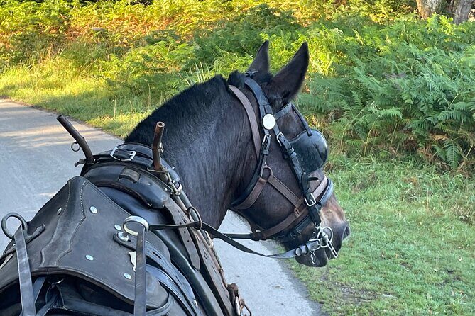 Horse-Drawn Carriage Tours in Killarney - Frequently Asked Questions