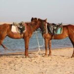 Horse Riding in Dahab - The Sum Up