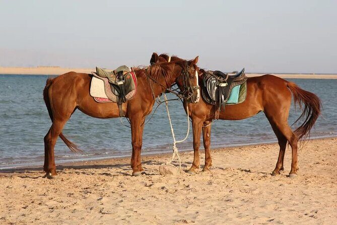 Horse Riding in Dahab - The Sum Up