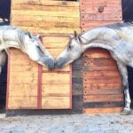 Horse riding on the beach of Essaouira 3 hours - In-Depth Look at the Essaouira Beach Horse Ride