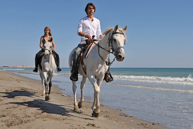 Horse Riding on the beach With Transfer From Sharm El Sheikh - What You Can Expect During the Ride