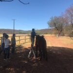 Horse riding safari from Johannesburg - An In-Depth Look at the Horse Riding Safari Experience
