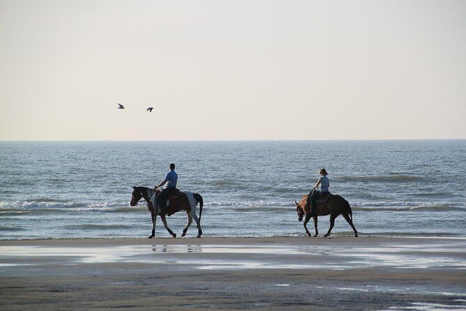 Horse Riding Tour 2 Hours Sea And Desert with Transfer - Hurghada - The Value and Overall Experience