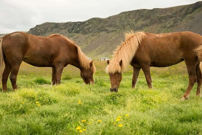 Horse Riding Tour in Reykjadalur (Smoky Valley)-All Riding Levels - Setting the Scene for Your Ride