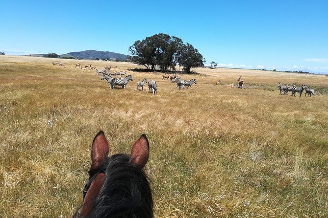 Horse Riding Wildlife Safari - The Guides and Their Insights