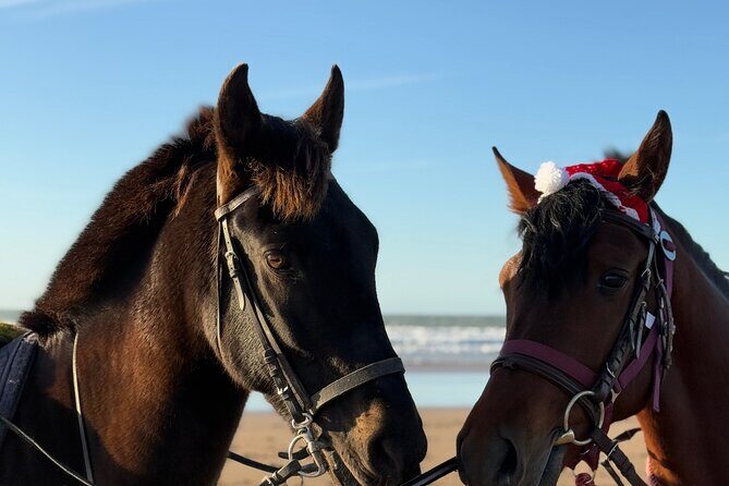Horseback Riding On The Beach Of Essaouira - What Reviewers Love Most