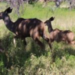 Horseback Safari Adventure in Hartbeespoort from Johannesburg - The Travel Experience: From Start to Finish