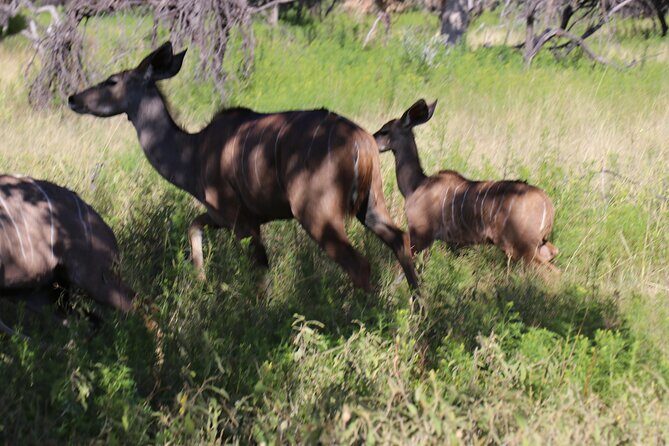 Horseback Safari Adventure in Hartbeespoort from Johannesburg - The Travel Experience: From Start to Finish