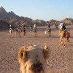 Hurghada Desert Safari and Bedouin Dinner - Additional Considerations