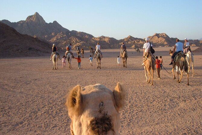 Hurghada Desert Safari and Bedouin Dinner - Additional Considerations