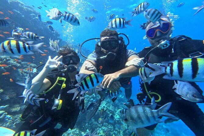 Hurghada Diving Adventure one Day with two Dives Boat Trip - What to Expect During the Dives
