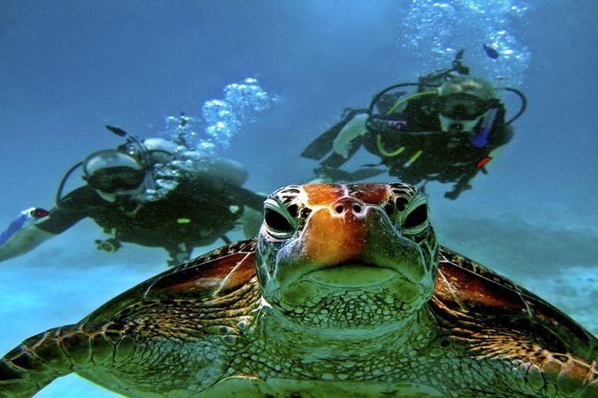 Hurghada: Full-Day Diving Tour with Lunch & Two Dive Sites - Practical Details: What You Need to Know
