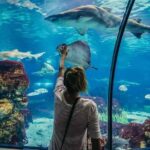 Hurghada Grand Aquarium Tour with Hotel Transfer  Hurghada - An In-Depth Look at the Hurghada Grand Aquarium Tour