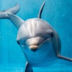 Hurghada: Private 4 Hours Speedboat Dolphin House Snorkling Tour - What to Expect from the Tour