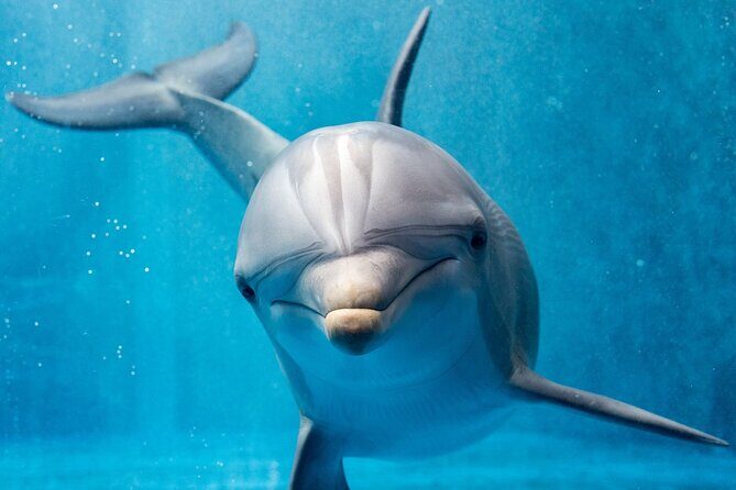 Hurghada: Private 4 Hours Speedboat Dolphin House Snorkling Tour - What to Expect from the Tour