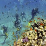 Hurghada Scuba Diving Full Day Boat Trip for beginners With Lunch & Transfer - Why This Tour is a Great Choice