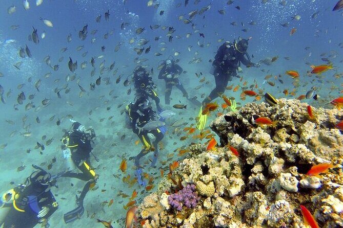 Hurghada Scuba Diving Full Day Boat Trip for beginners With Lunch & Transfer - Why This Tour is a Great Choice