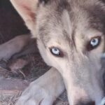 Husky Farm Visit with HuskySled Ride and Campfire - Visiting the Husky Farm: Learning and Petting