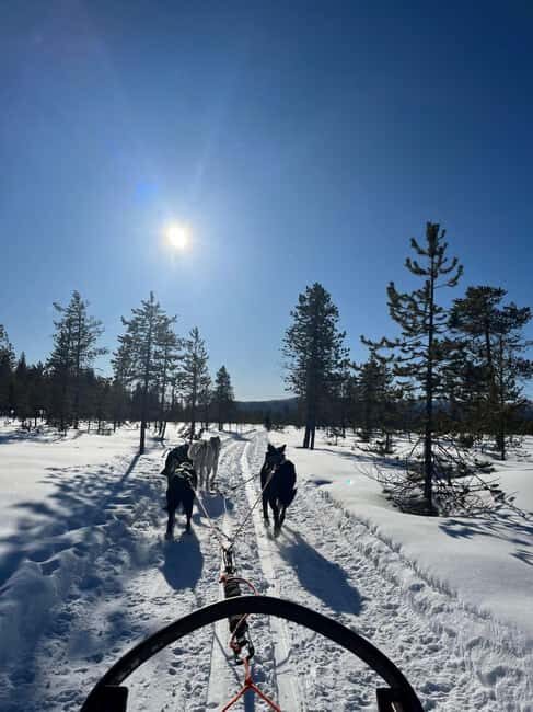 Husky Tour Experience in Levi - The Itinerary in Detail