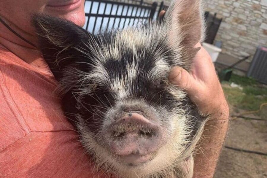 Hutto Texas: Kune kune Pig Farm Visit - An In-Depth Look at the Tour and What You Can Expect