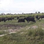 Hwange National Park 3 Days Package - What’s Included and What’s Not