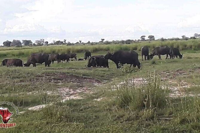 Hwange National Park 3 Days Package - What’s Included and What’s Not