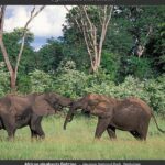 Hwange National Park Full Day Game Drive Safari - Considerations and Tips for Travelers