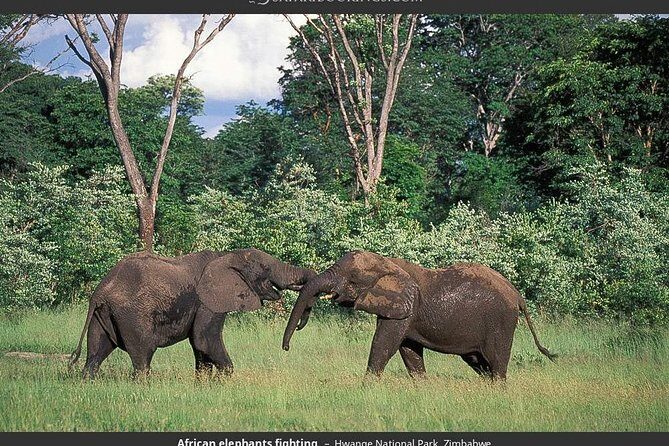 Hwange National Park Full Day Game Drive Safari - Considerations and Tips for Travelers